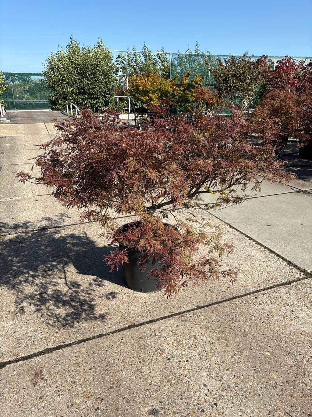 Acer pal. 'Garnet' - C70 125-150 CM